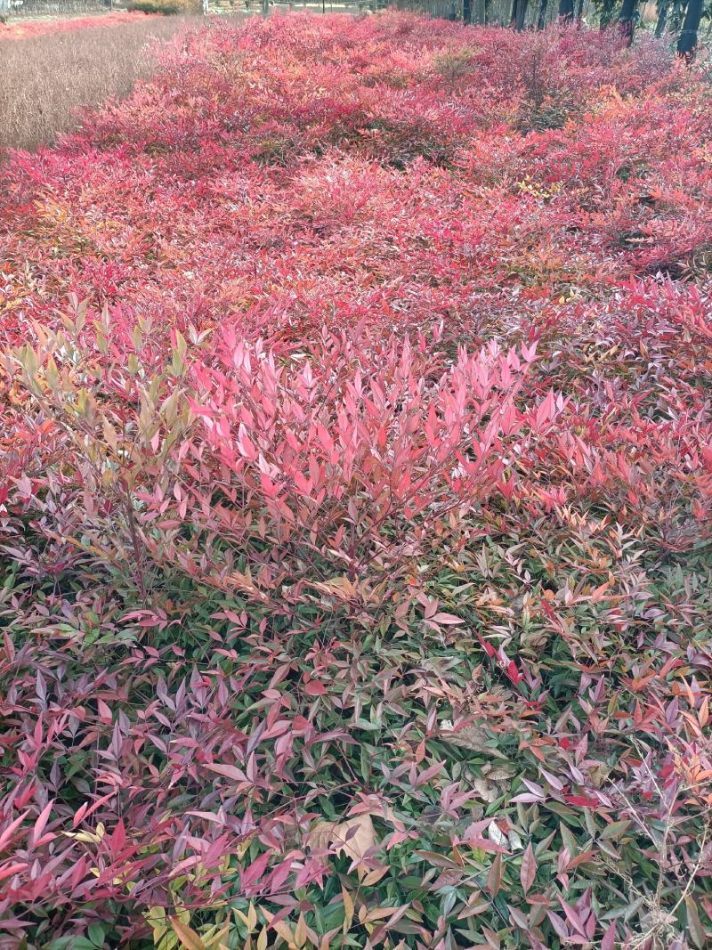 南天竹，红天竹，天竹，南天竹工程苗，竹子