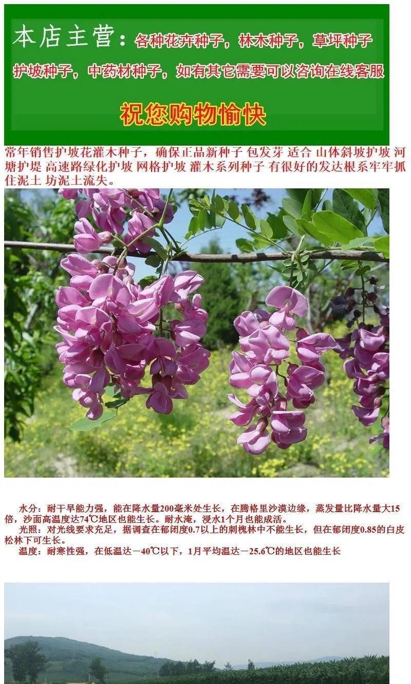 紫穗槐种子批发护坡灌木发芽率90以上