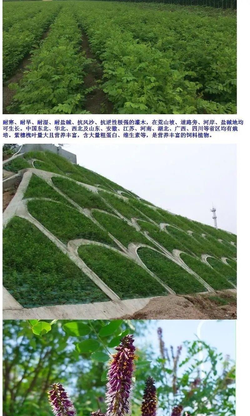 紫穗槐种子批发护坡灌木发芽率90以上