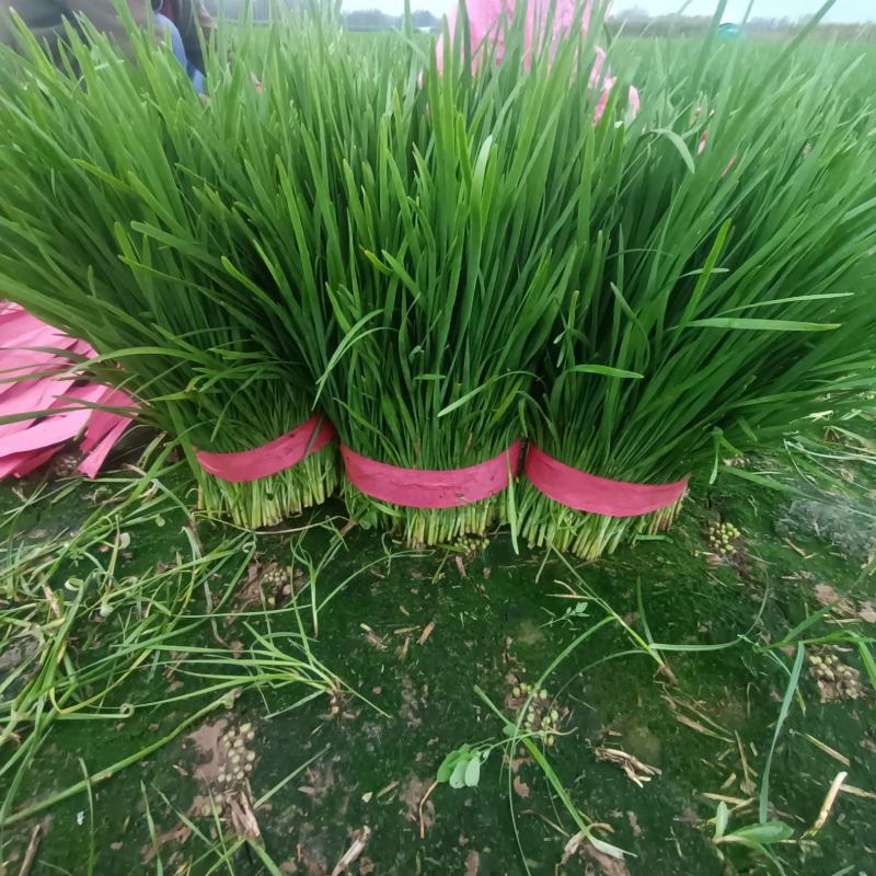 精品韭菜韭菜通货大量上市供应支持分拣包装全程扶持