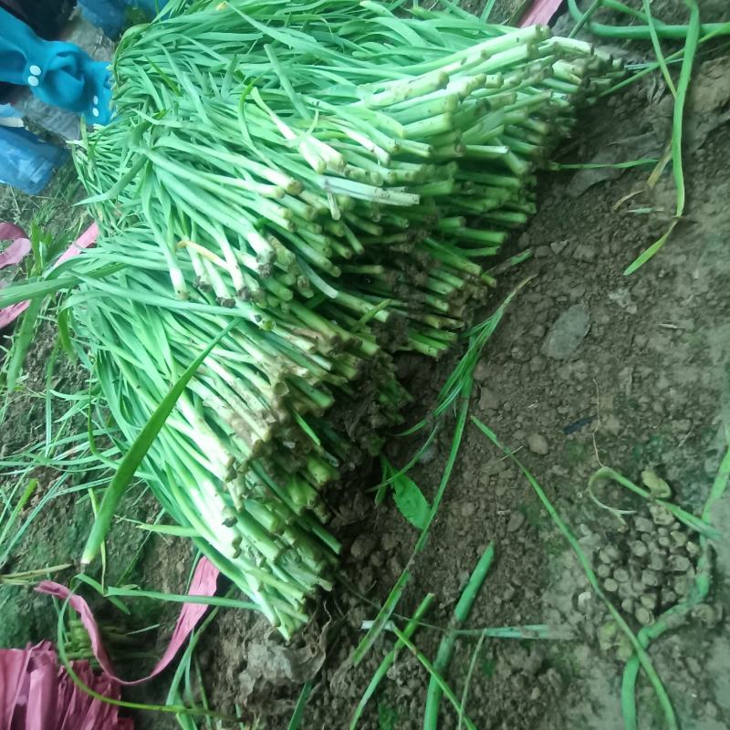 精品韭菜韭菜通货大量上市供应支持分拣包装全程扶持