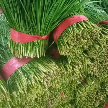 精品韭菜韭菜通货大量上市供应支持分拣包装全程扶持