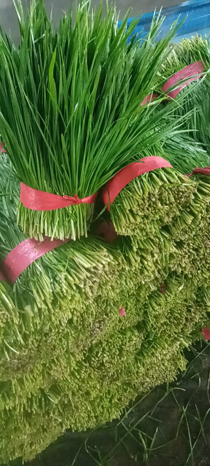 精品韭菜韭菜通货大量上市供应支持分拣包装全程扶持