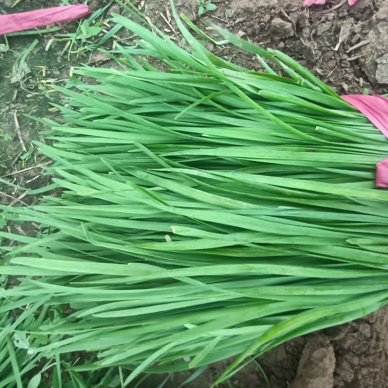 精品韭菜韭菜通货大量上市供应支持分拣包装全程扶持