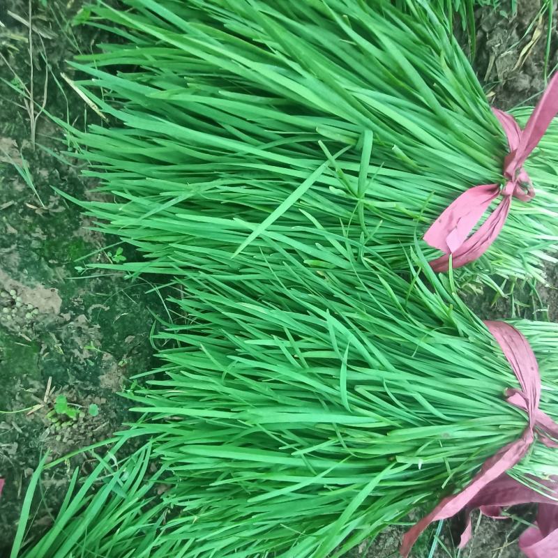 精品韭菜韭菜通货大量上市供应支持分拣包装全程扶持