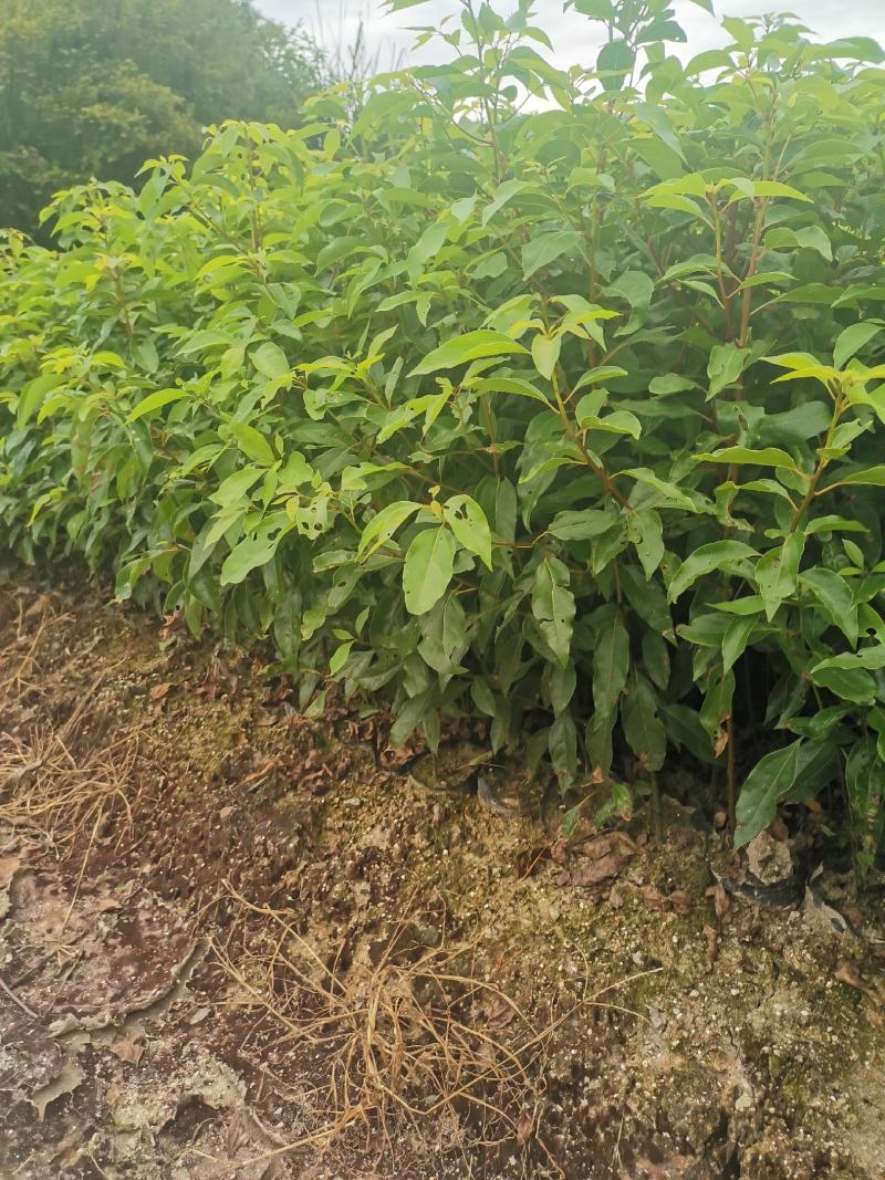 香樟杯苗，一年香樟杯苗价格，高度40公分以上，优质造林树