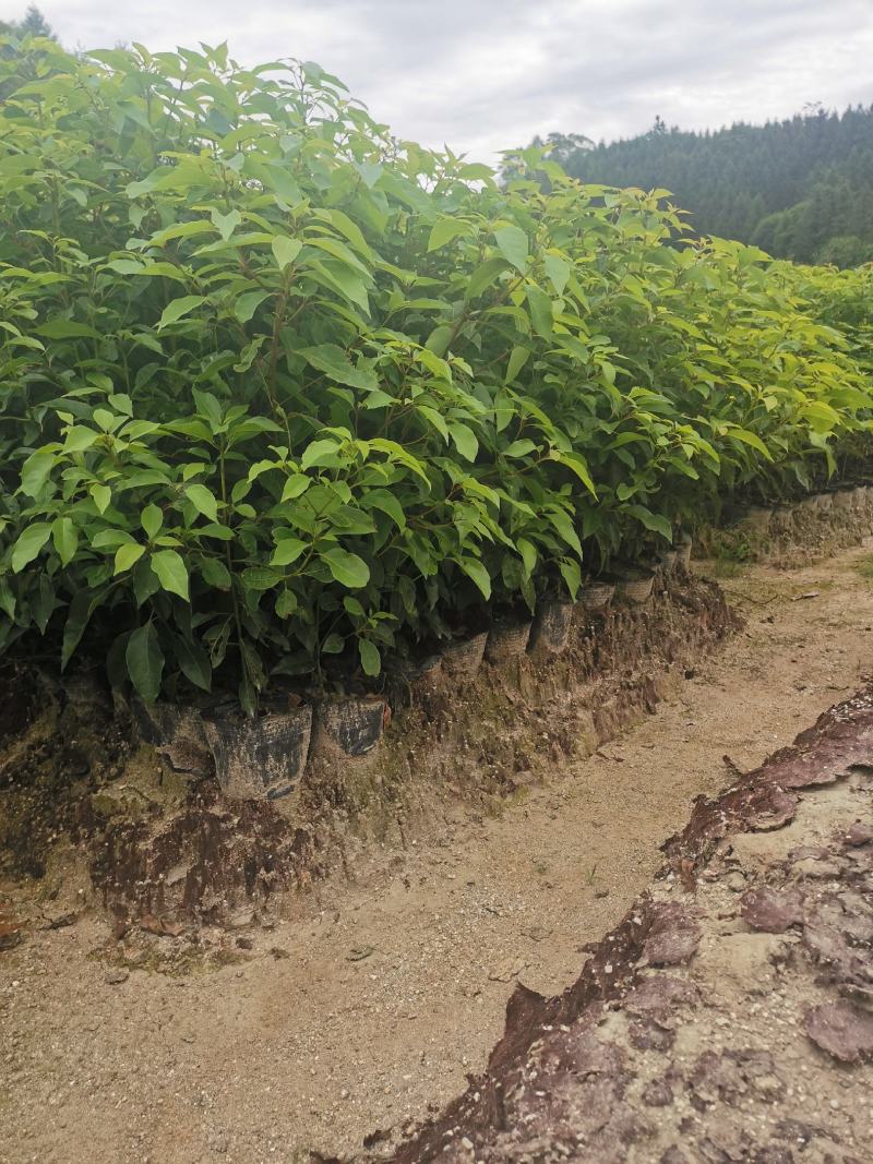 香樟杯苗，一年香樟杯苗价格，高度40公分以上，优质造林树