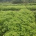香樟杯苗，一年香樟杯苗价格，高度40公分以上，优质造林树