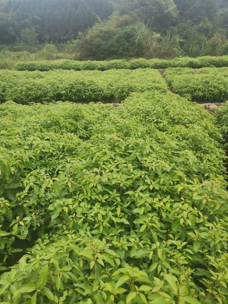 香樟杯苗，一年香樟杯苗价格，高度40公分以上，优质造林树