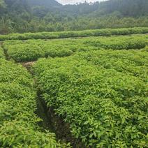 香樟杯苗，一年香樟杯苗价格，高度40公分以上，优质造林树