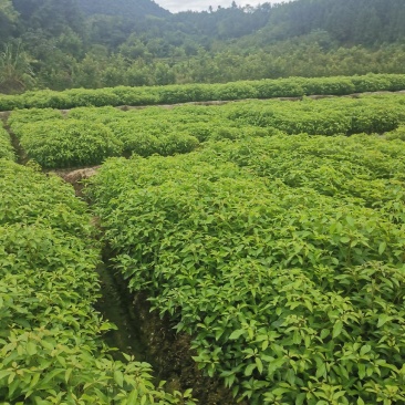 香樟杯苗，一年香樟杯苗价格，高度40公分以上，优质造林树