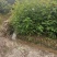 香樟杯苗，一年香樟杯苗价格，高度40公分以上，优质造林树