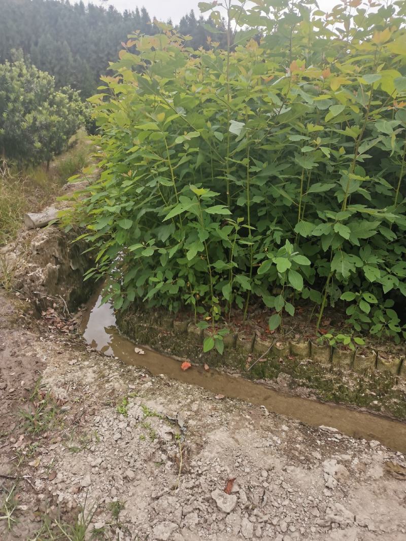 香樟杯苗，一年香樟杯苗价格，高度40公分以上，优质造林树