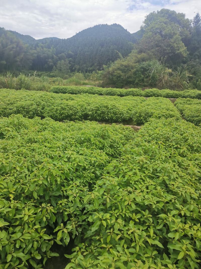 香樟杯苗，一年香樟杯苗价格，高度40公分以上，优质造林树