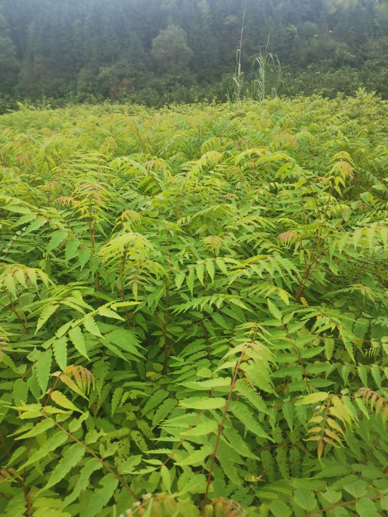 南酸枣小苗，一年南酸枣小苗价格，基地批发销售，田苗供应