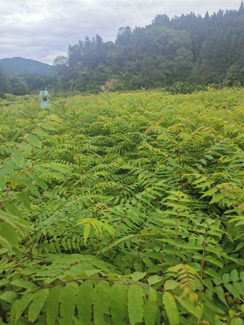 南酸枣小苗，一年南酸枣小苗价格，基地批发销售，田苗供应