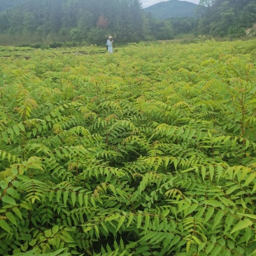 南酸枣小苗，一年南酸枣小苗价格，基地批发销售，田苗供应