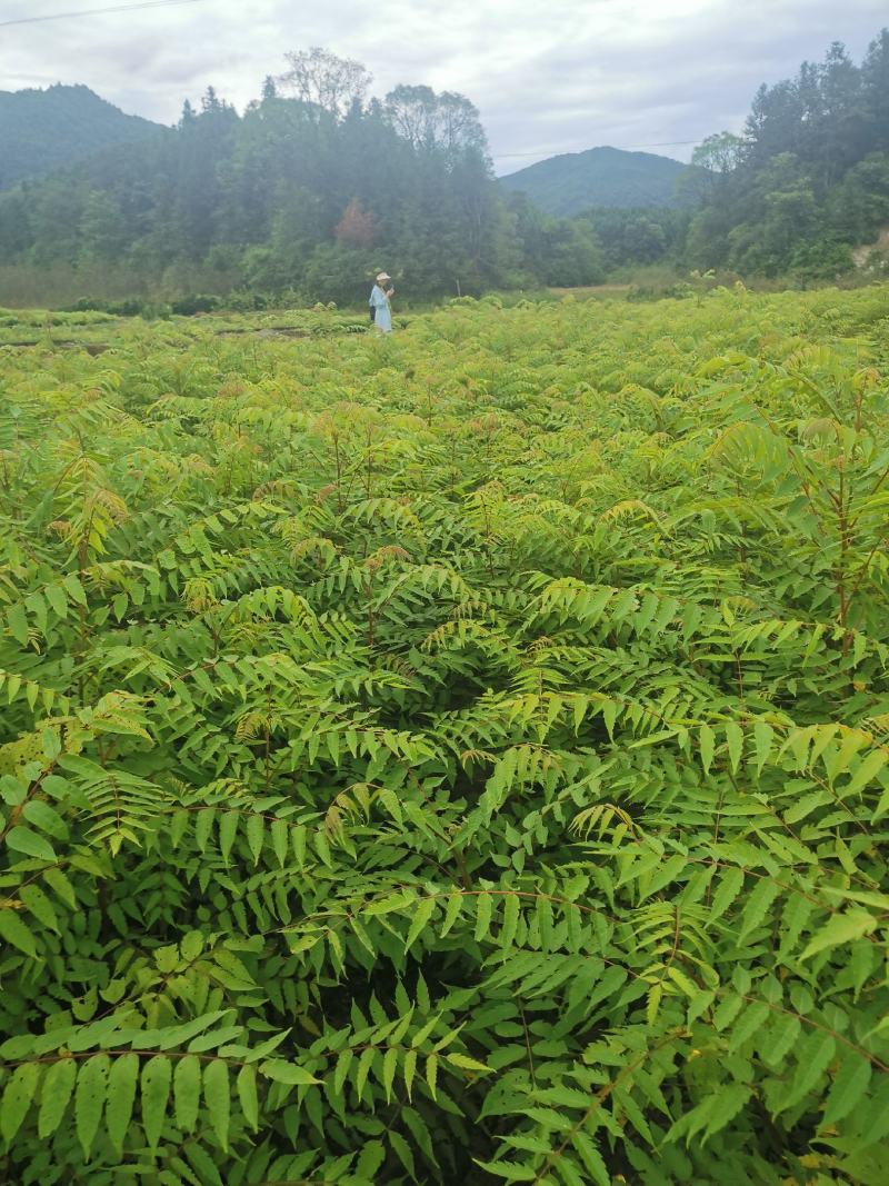 南酸枣小苗，一年南酸枣小苗价格，基地批发销售，田苗供应