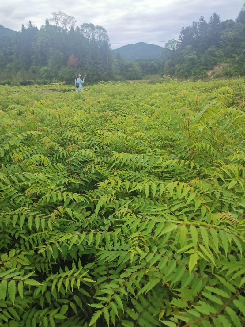 南酸枣小苗，一年南酸枣小苗价格，基地批发销售，田苗供应