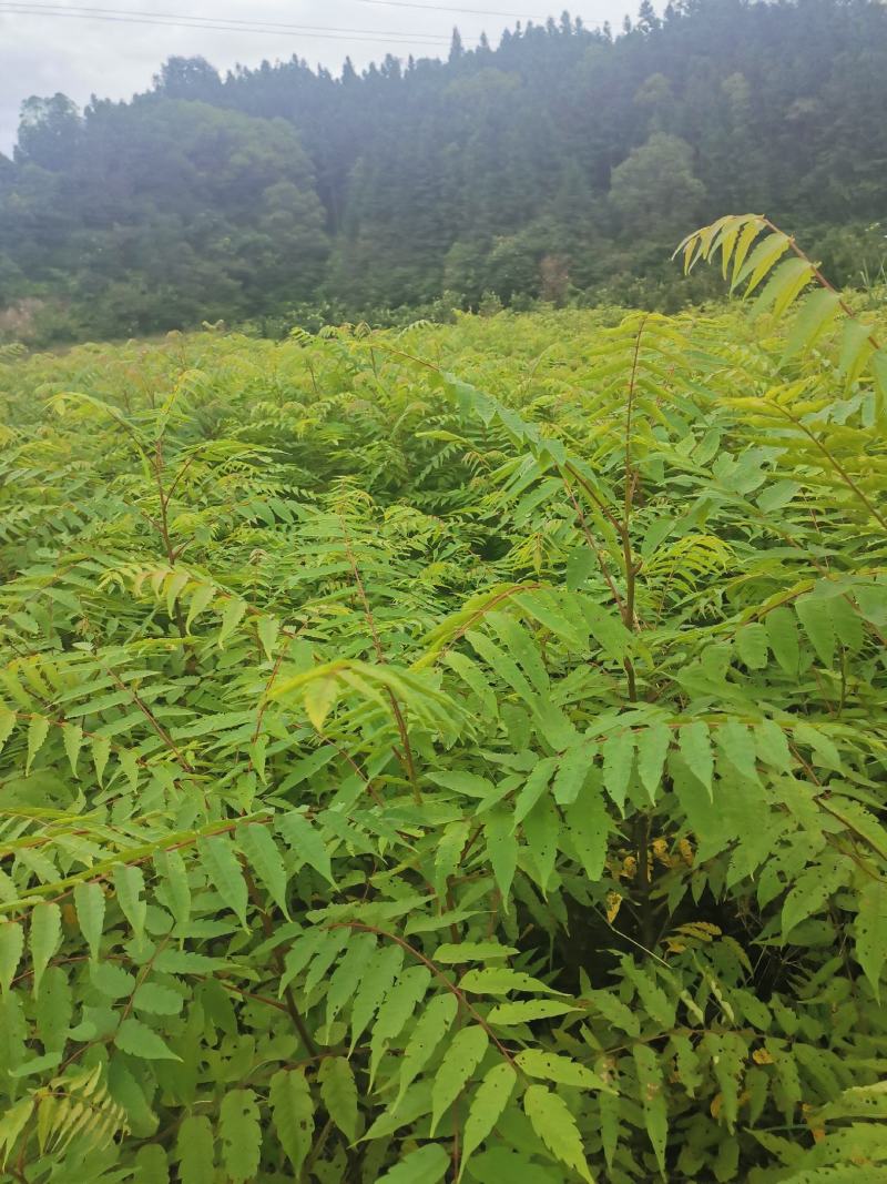 南酸枣小苗，一年南酸枣小苗价格，基地批发销售，田苗供应