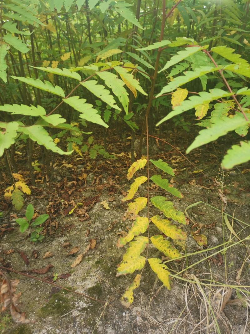 南酸枣小苗，一年南酸枣小苗价格，基地批发销售，田苗供应