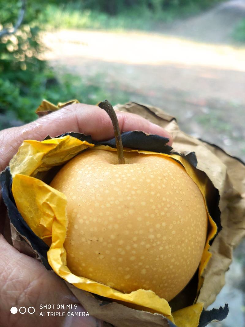 禹城市梨