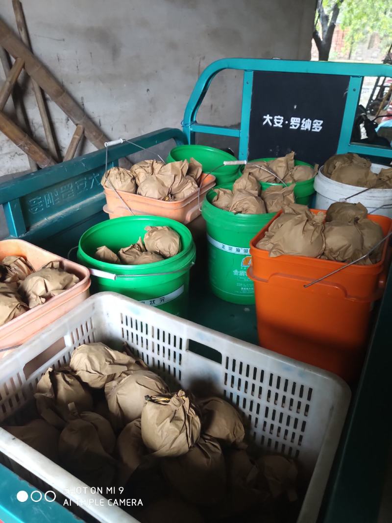 禹城市梨