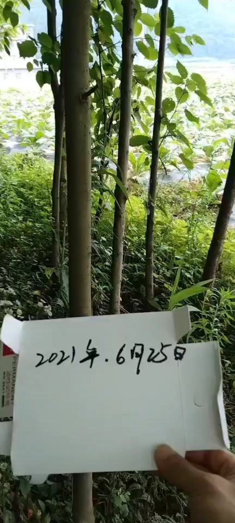鸽子树珙桐！国家一级保护植物！！！！！绿化