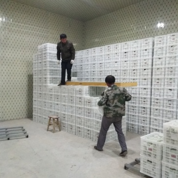新梨七号，