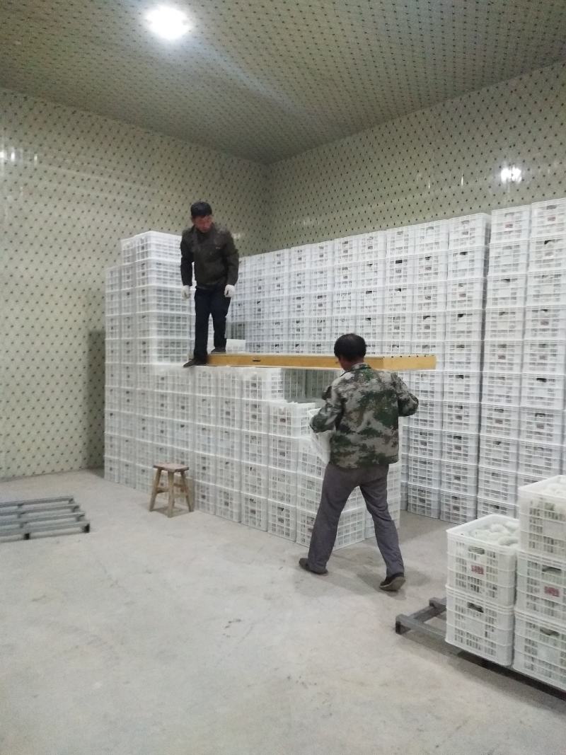新梨七号，