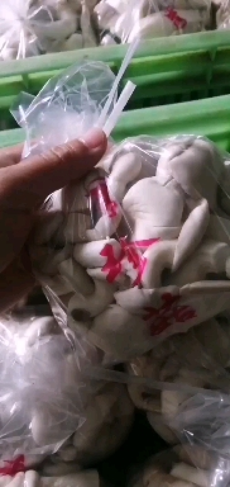 河北石家庄蘑菇【秀珍菇】大量有货对接各平台团购或批发