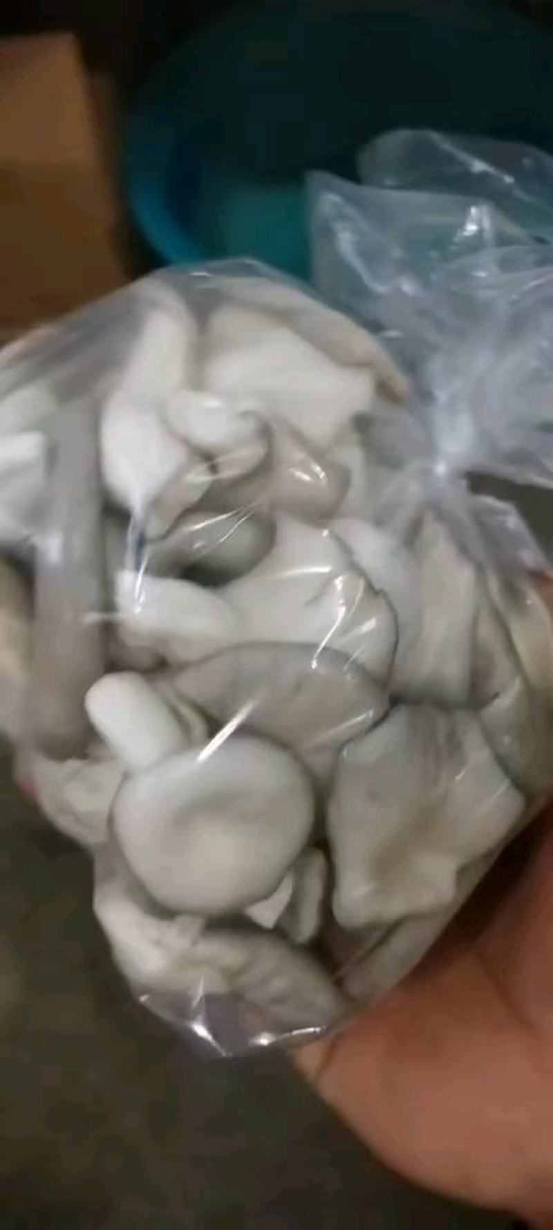 河北石家庄蘑菇【秀珍菇】大量有货对接各平台团购或批发