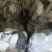 河北石家庄蘑菇【秀珍菇】大量有货对接各平台团购或批发