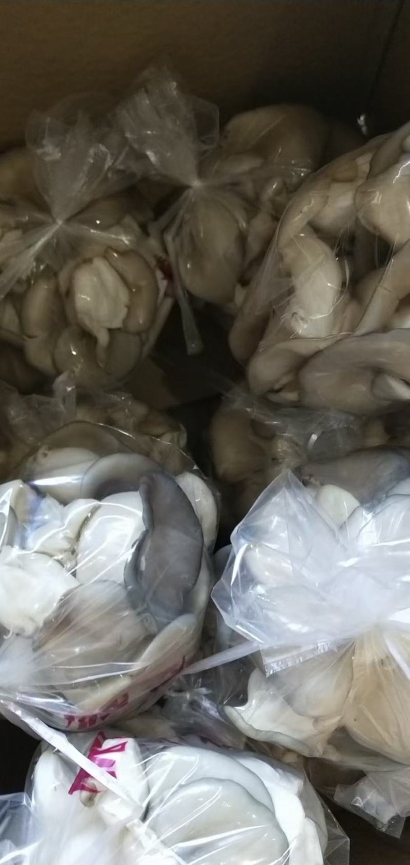 河北石家庄蘑菇【秀珍菇】大量有货对接各平台团购或批发