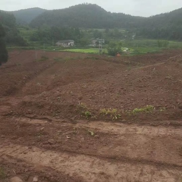 仁寿县土地流转，水电路方便，可根据需要整改