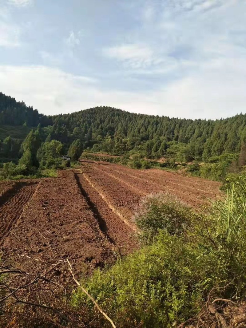 仁寿县土地流转，水电路方便，可根据需要整改