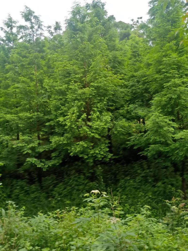 水杉，12到30公分米径，大量出售，有需要的朋友请联系，