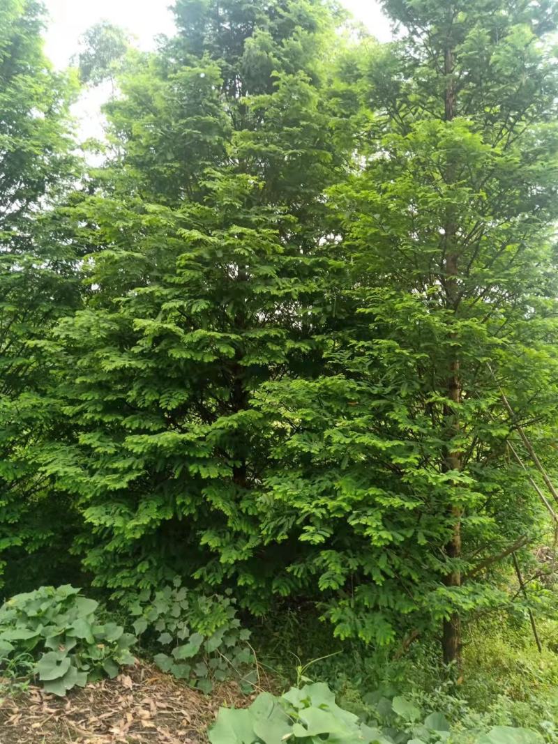 水杉，12到30公分米径，大量出售，有需要的朋友请联系，