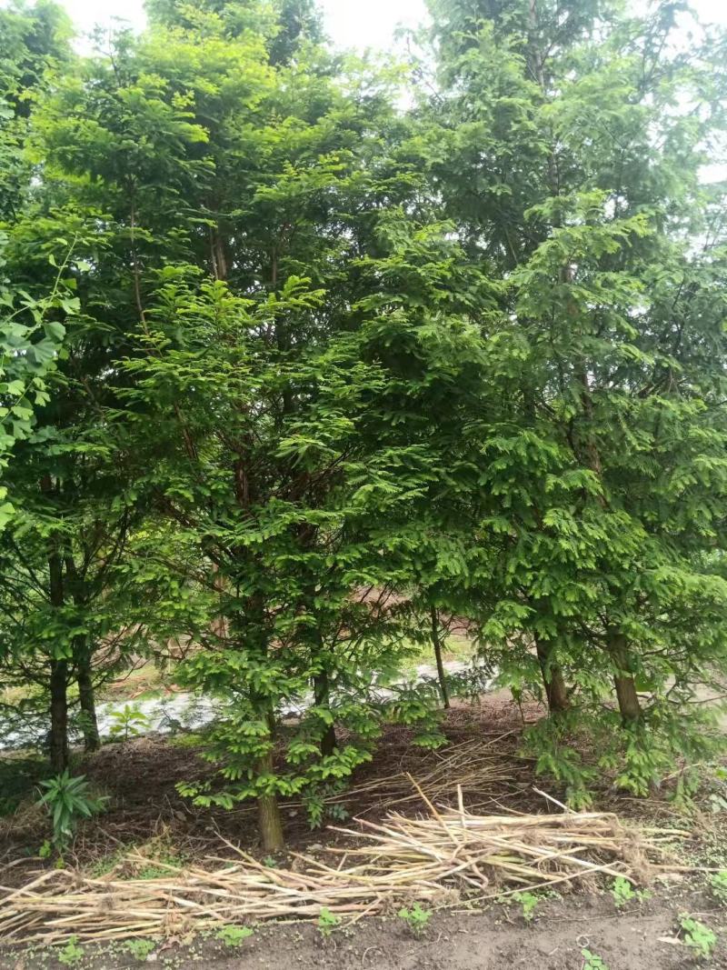水杉，12到30公分米径，大量出售，有需要的朋友请联系，