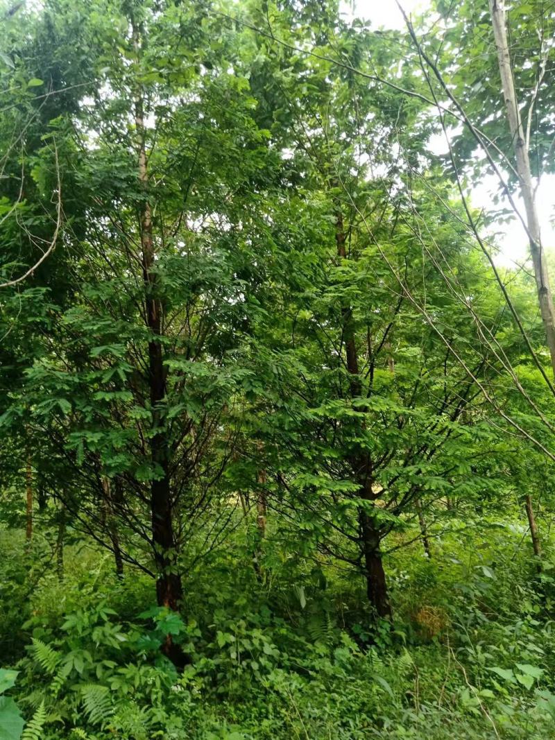 水杉，12到30公分米径，大量出售，有需要的朋友请联系，