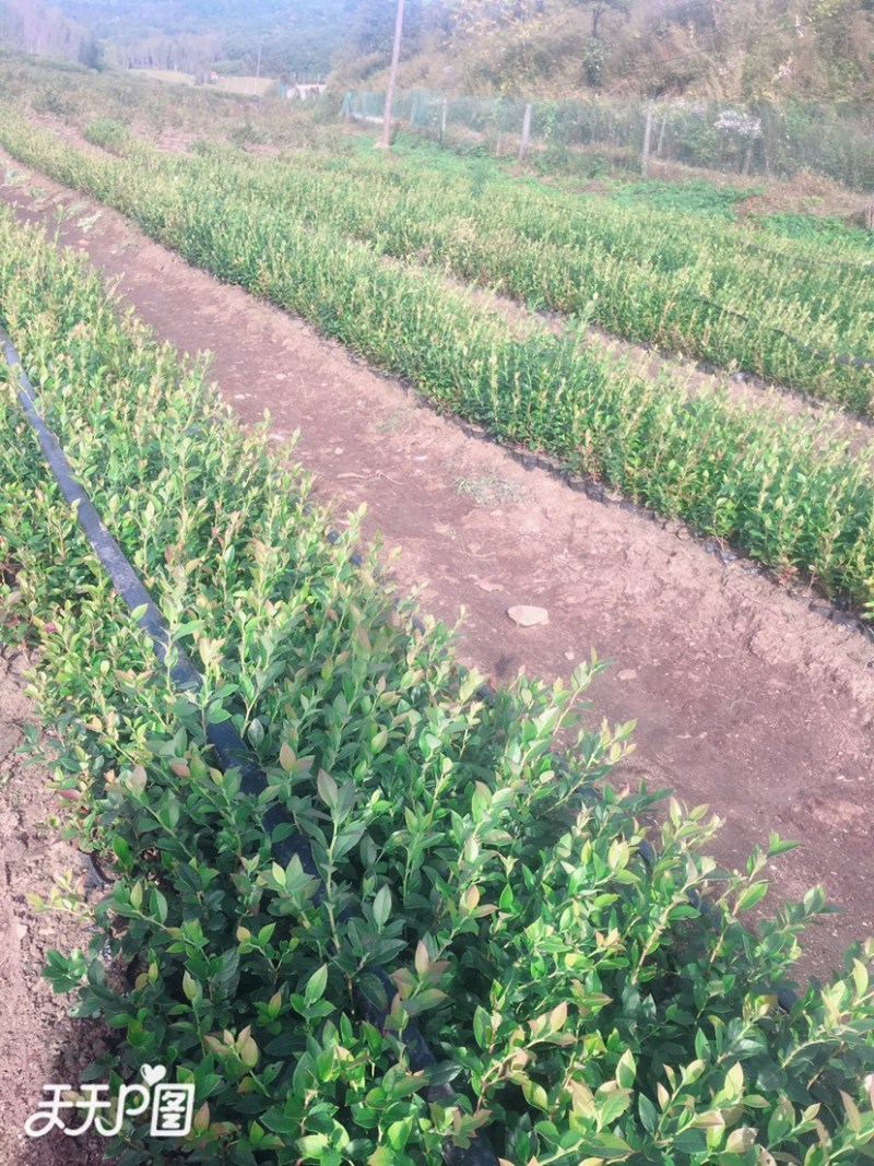蓝莓苗二年瑞卡早熟蓝莓钵苗盆栽地栽蓝莓苗