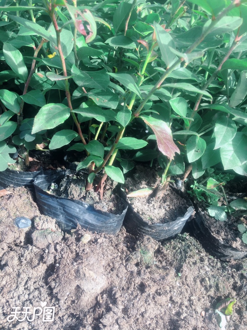 蓝莓苗二年瑞卡早熟蓝莓钵苗盆栽地栽蓝莓苗