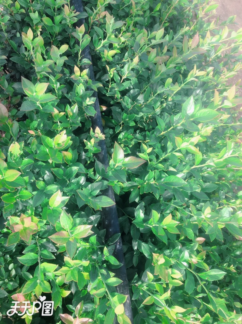 蓝莓苗二年瑞卡早熟蓝莓钵苗盆栽地栽蓝莓苗