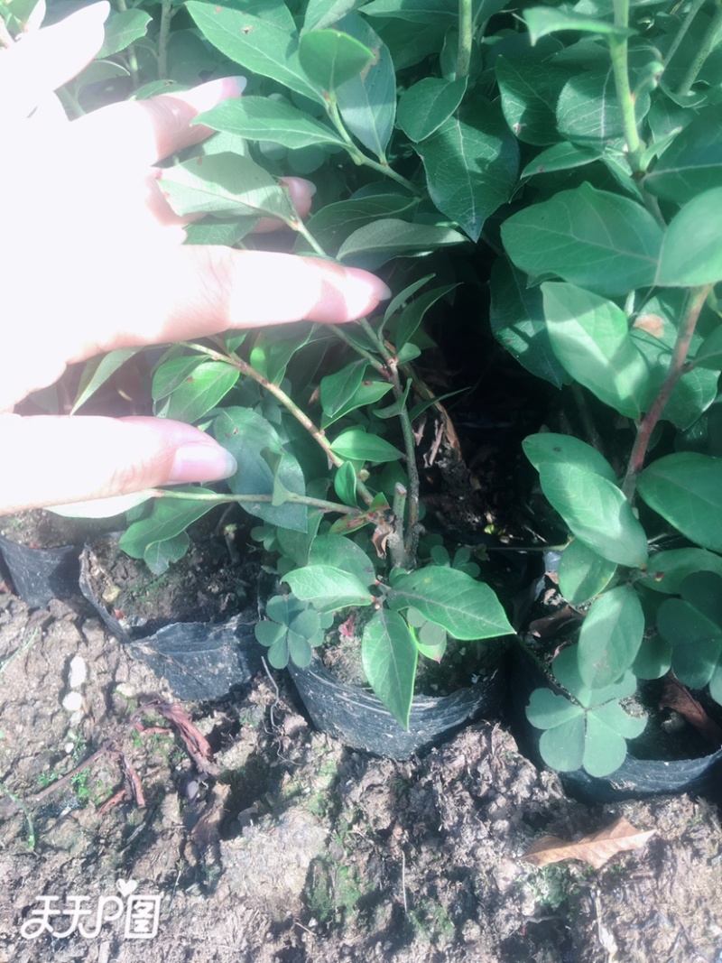 蓝莓苗二年瑞卡早熟蓝莓钵苗盆栽地栽蓝莓苗