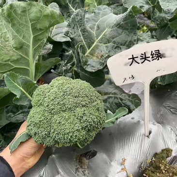 西兰花种籽春秋季花椰菜蔬菜种孑有机优质绿菜花四季耐寒青花