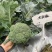 西兰花种籽春秋季花椰菜蔬菜种孑有机优质绿菜花四季耐寒青花