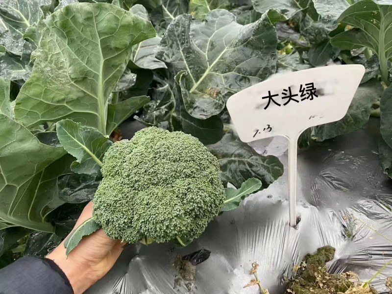 西兰花种籽春秋季花椰菜蔬菜种孑有机优质绿菜花四季耐寒青花
