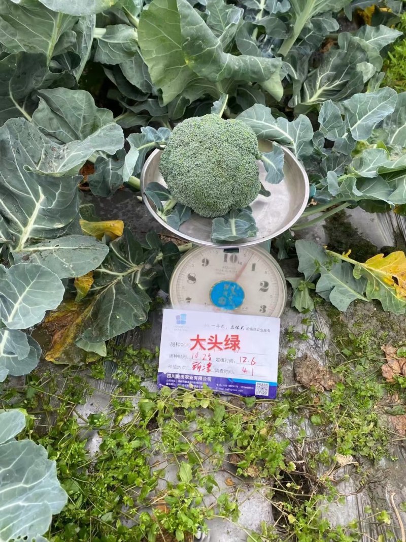 西兰花种籽春秋季花椰菜蔬菜种孑有机优质绿菜花四季耐寒青花