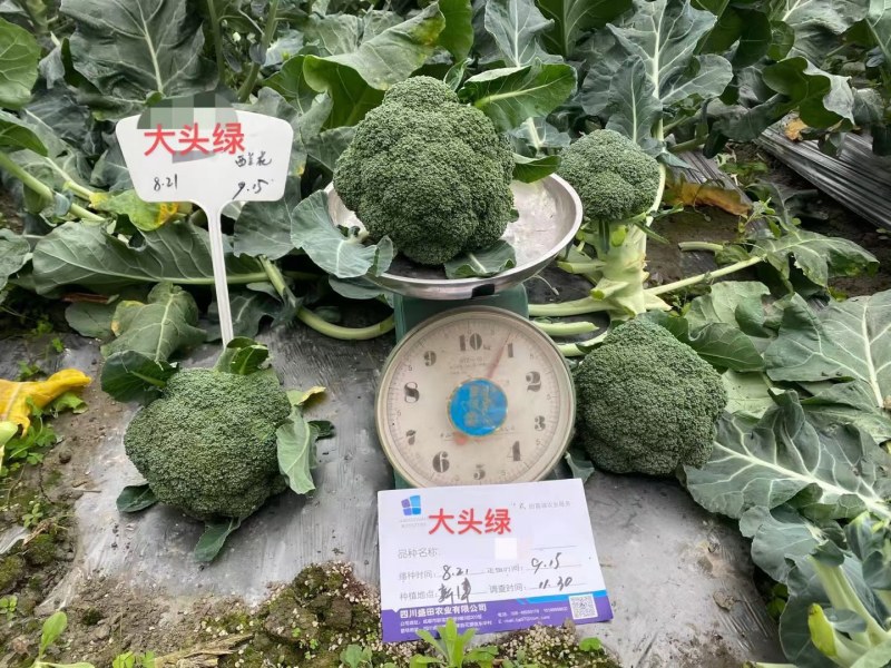 西兰花种籽春秋季花椰菜蔬菜种孑有机优质绿菜花四季耐寒青花