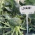 西兰花种籽春秋季花椰菜蔬菜种孑有机优质绿菜花四季耐寒青花